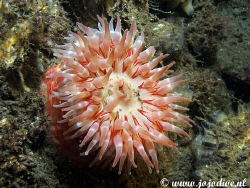 Also our cold waters give fantastic colours, especialy th... by John De Jong 